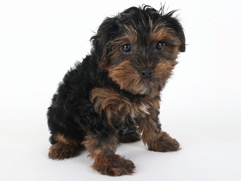 Yorkiepoo-Dog-Female-Black and Tan-5077343-XO PUPS