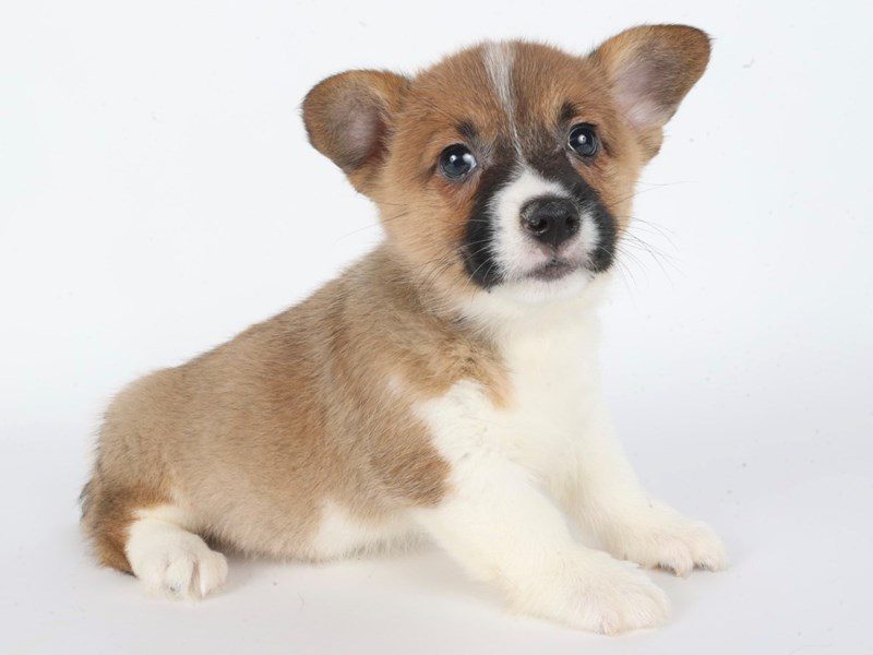 [#14826] Red Sable Male Pembroke Welsh Corgi Puppies For Sale #3