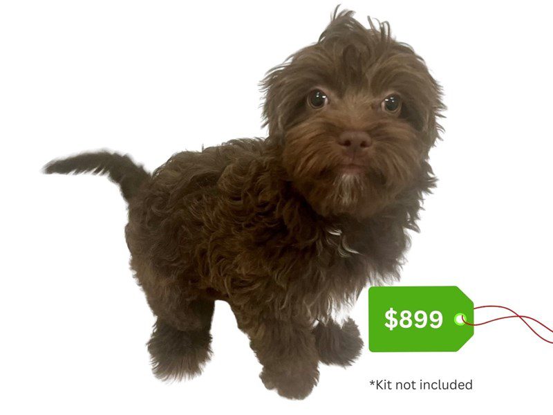 Havapoo-Dog-Male-Chocolate / White-5062873-XO PUPS