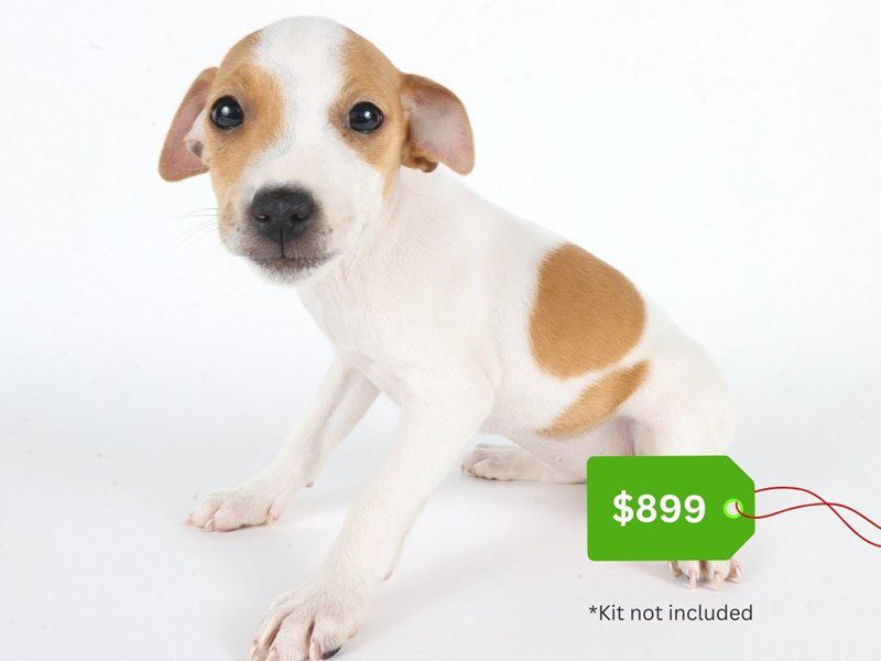 Jack Russell Terrier-Dog-Female-Tri-Colored-5064601-XO PUPS