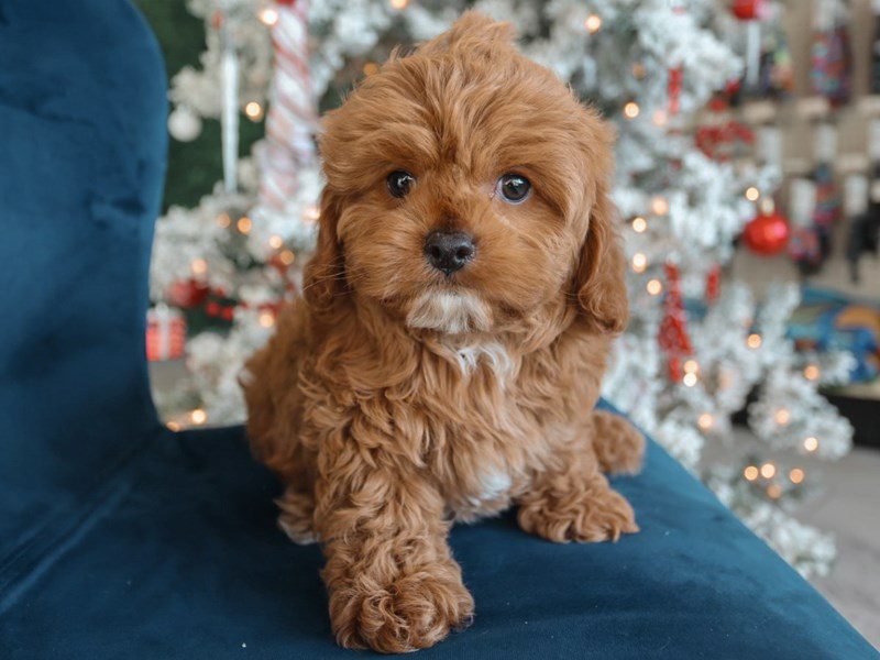 [#14837] Ruby/White Markings Female Cavapoo Puppies For Sale #2