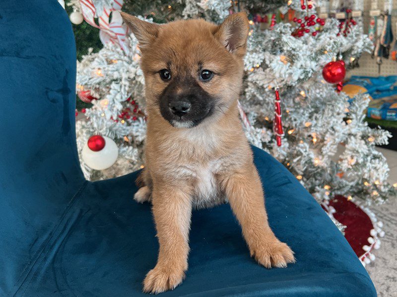 [#14820] Dark Red Male Shiba Inu Puppies For Sale #2