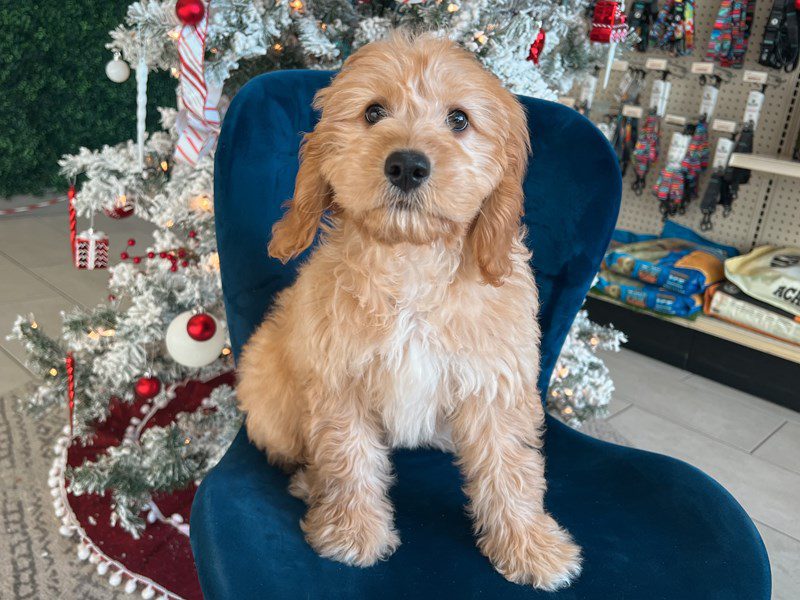 Goldendoodle-Dog-Female-Golden-5075931-XO PUPS