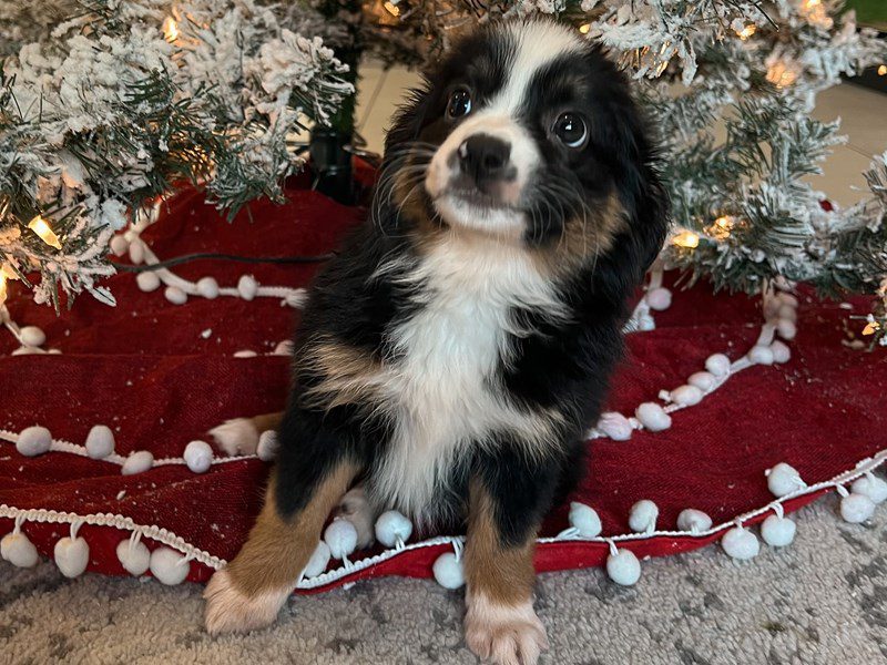 [#14823] Black Female Miniature Australian Shepherd Puppies For Sale #3