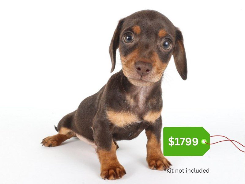 Miniature Dachshund-Dog-Male-Chocolate and Tan-5065119-XO PUPS