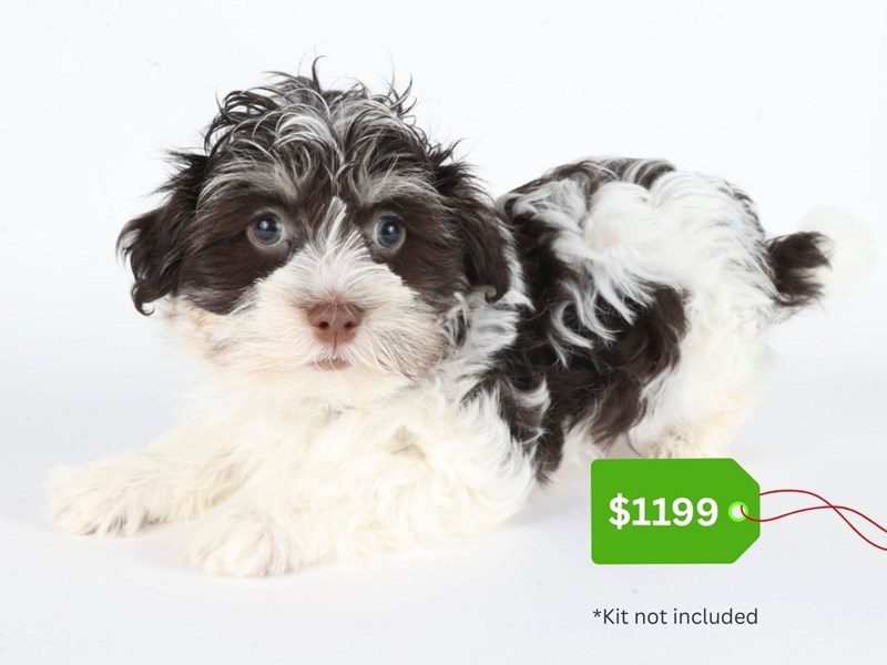 Havanese-Dog-Male-Chocolate / Tan-5068094-XO PUPS