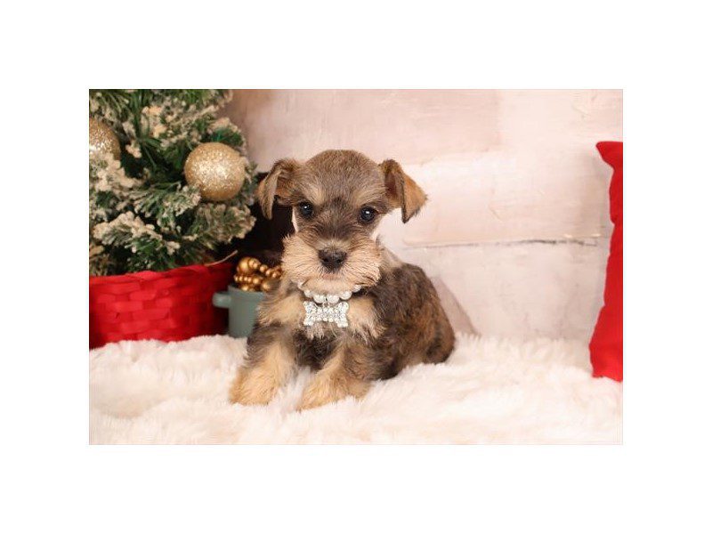 [#14839] Salt / Pepper Female Miniature Schnauzer Puppies For Sale #2