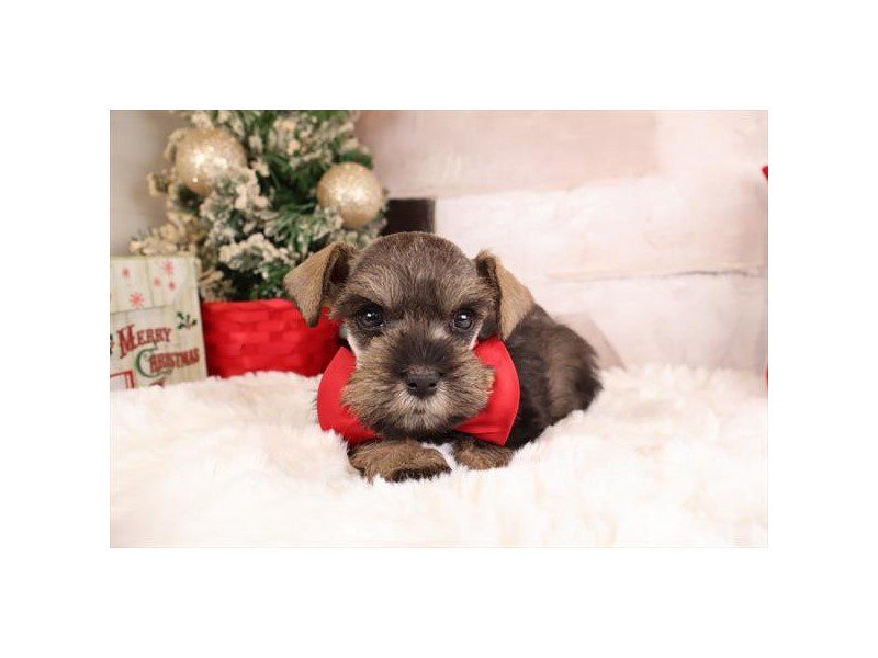 [#14840] Salt / Pepper Male Miniature Schnauzer Puppies For Sale #2