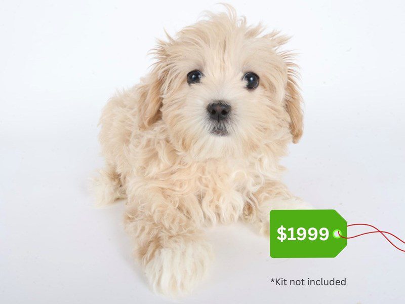Maltipoo-Dog-Female-Apricot-5071096-XO PUPS