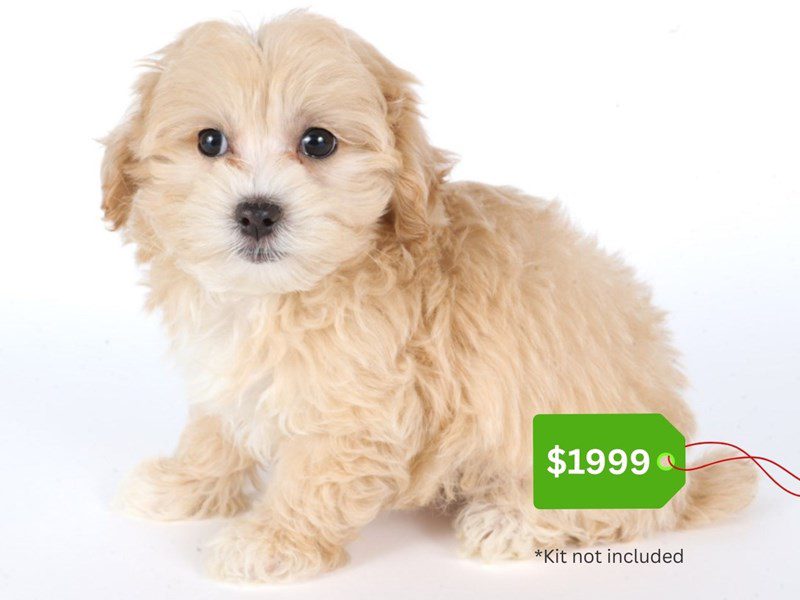 Maltipoo-Dog-Female-Apricot-5071097-XO PUPS