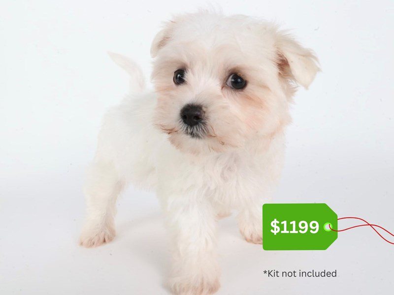 Maltichon-Dog-Female-White-5069039-XO PUPS