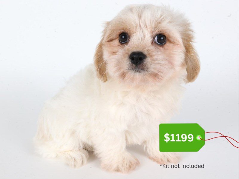 Havalier-Dog-Male-Blenheim/White-5071105-XO PUPS