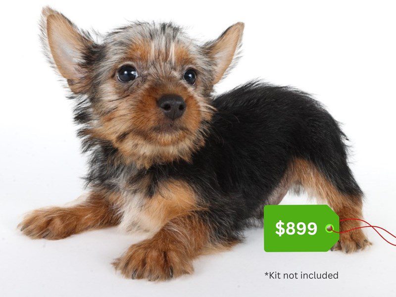 Silky Terrier-Dog-Male-Black/Tan-5071101-XO PUPS