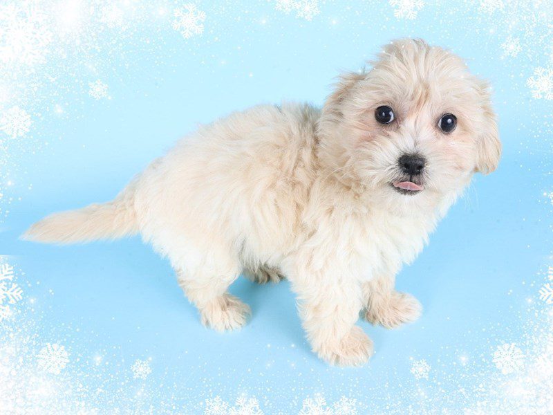 [#14856] Apricot & White Male Maltipoo Puppies For Sale #2