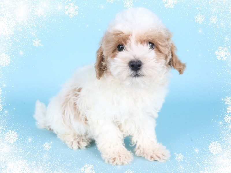 [#14855] Apricot & White Male Maltipoo Puppies For Sale #2