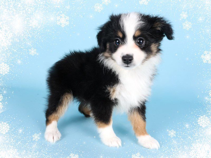 Miniature Australian Shepherd-Dog-Male-Black/Tri-5080708-XO PUPS