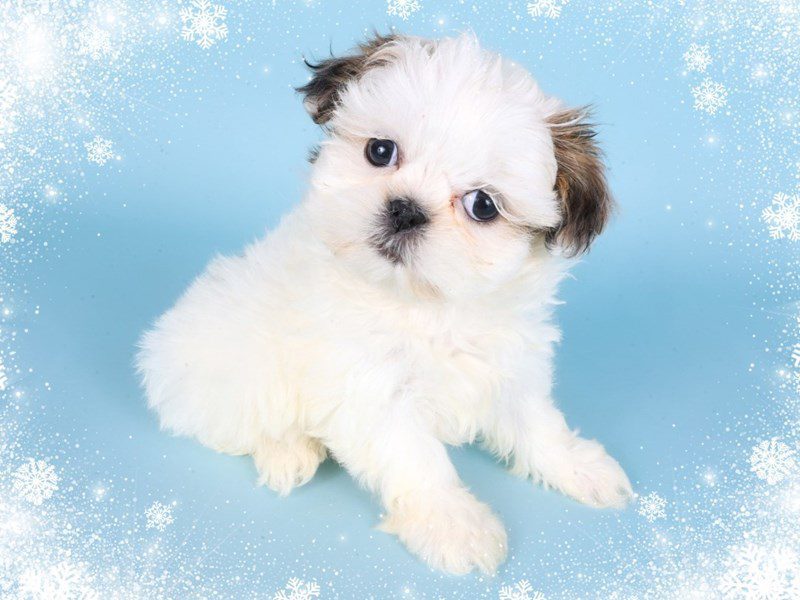 Shih Tzu-Dog-Female-Tri-Colored-5080707-XO PUPS