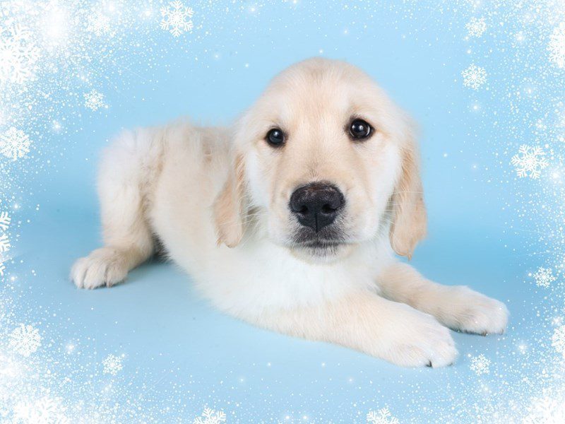 Golden Retriever-Dog-Female-Golden-5080677-XO PUPS