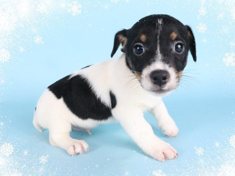 [#14841] Tri-Colored Male Jack Russell Terrier Puppies For Sale #2