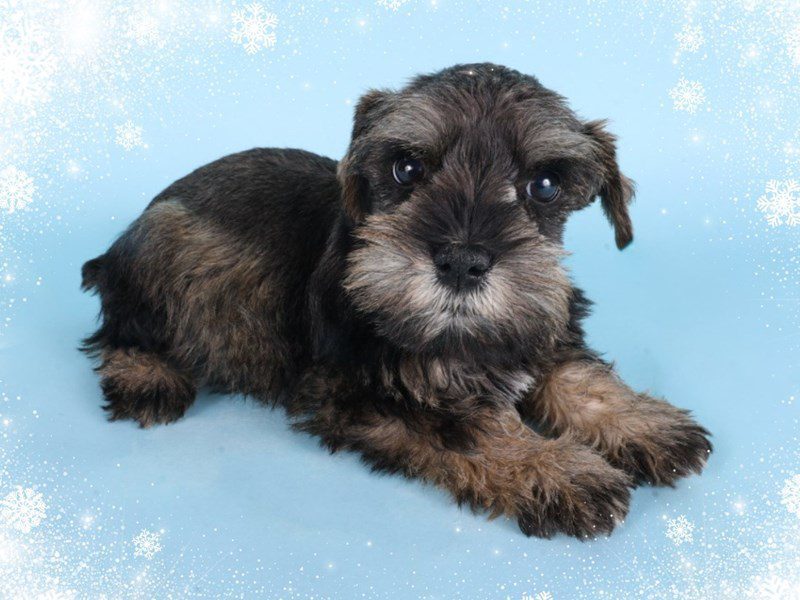 Miniature Schnauzer-Dog-Male-Salt / Pepper-5080613-XO PUPS