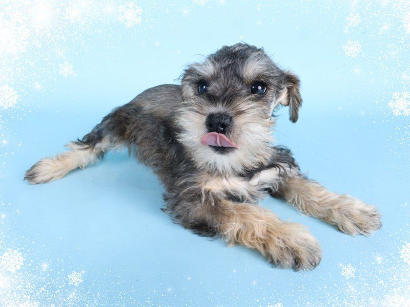 Miniature Schnauzer-Dog-Female-Salt / Pepper-5080612-XO PUPS