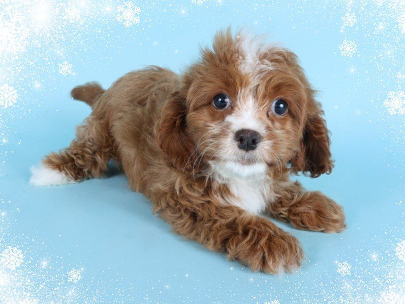 Cavapoo-Dog-Female-Ruby/White Markings-5079064-XO PUPS