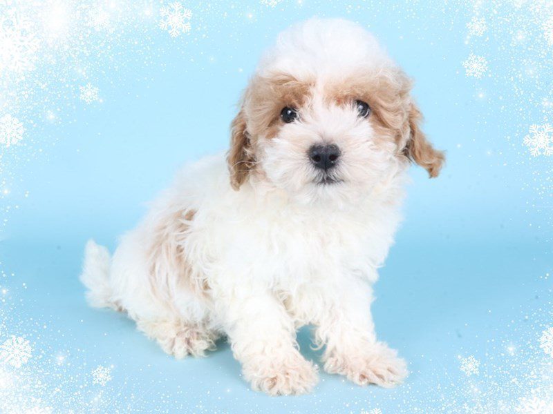 Maltipoo-Dog-Male-Apricot & White-5080722-XO PUPS
