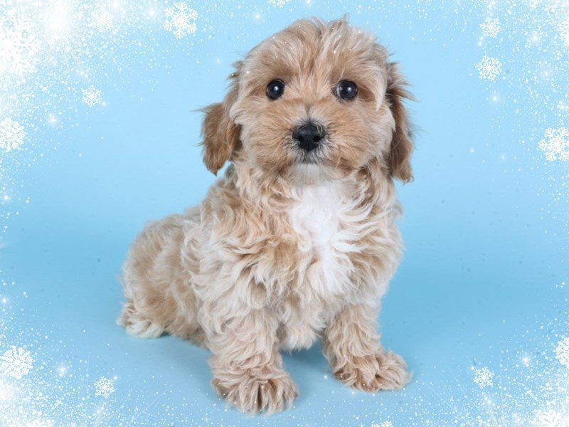[#14863] Apricot Female Maltipoo Puppies For Sale #2