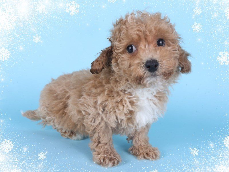 [#14860] Apricot Male Maltipoo Puppies For Sale #2