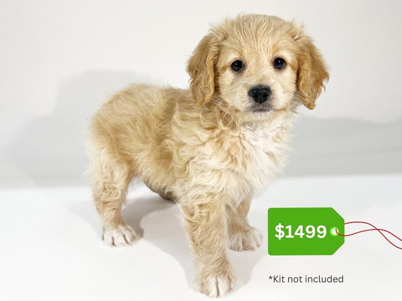 Doxiepoo-Dog-Male-Cream-5074272-XO PUPS