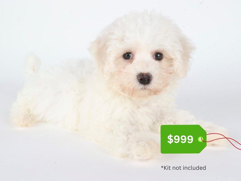 Bichon Frise-Dog-Male-White-5069042-XO PUPS
