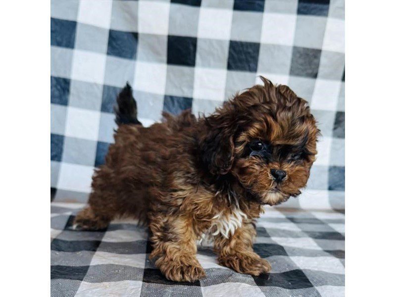 [#14869] Red Sable Male Shihpoo Puppies For Sale #2
