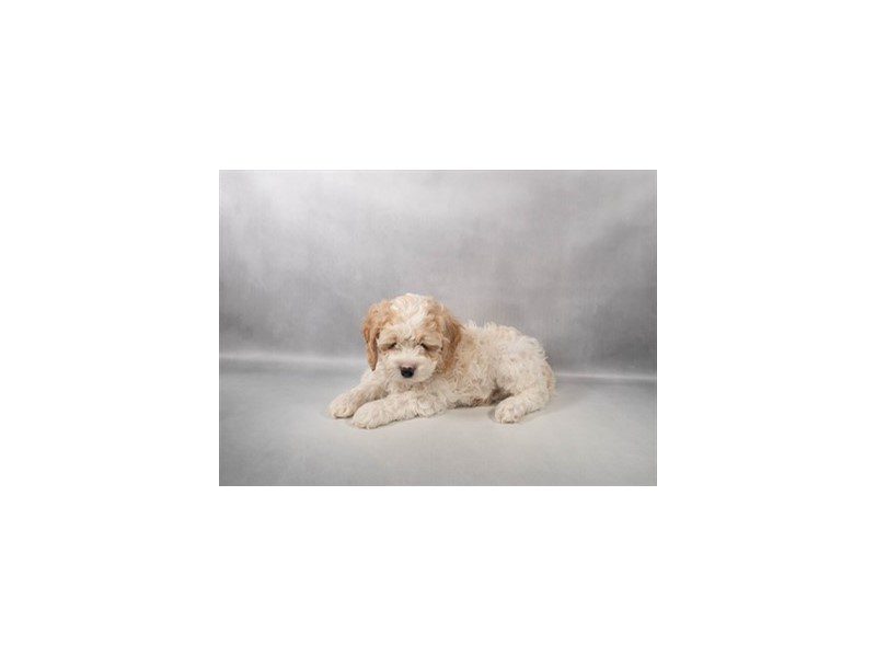 [#14871] White and Apricot Male Cockapoo Puppies For Sale #2