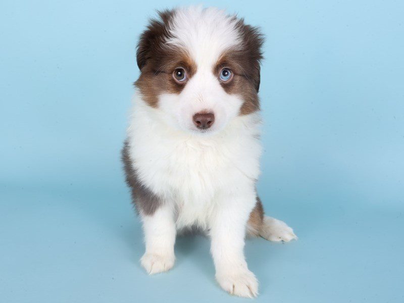 Miniature Australian Shepherd-Dog-Male-Red/ Tri-5084716-XO PUPS