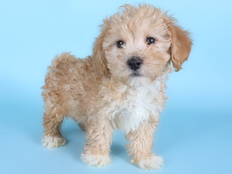[#14884] Apricot Male Poochon Puppies For Sale #2
