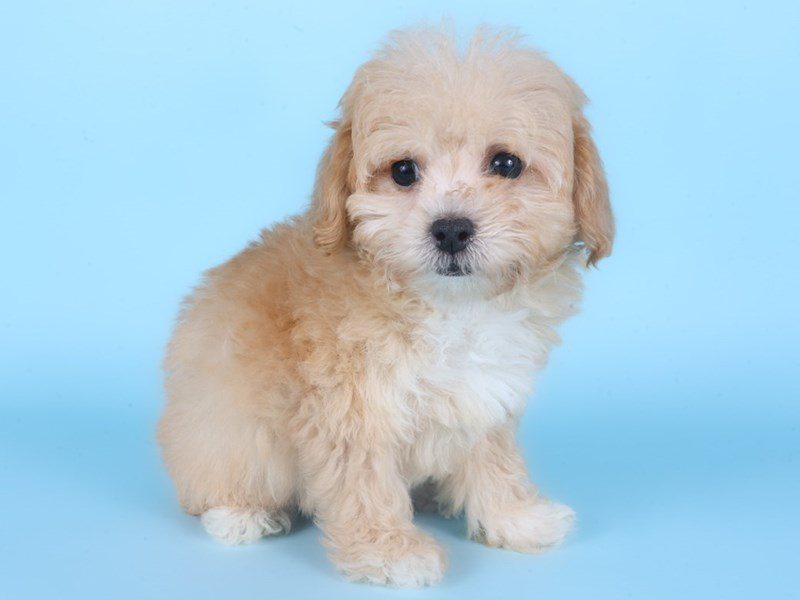[#14883] Apricot Female Poochon Puppies For Sale #2