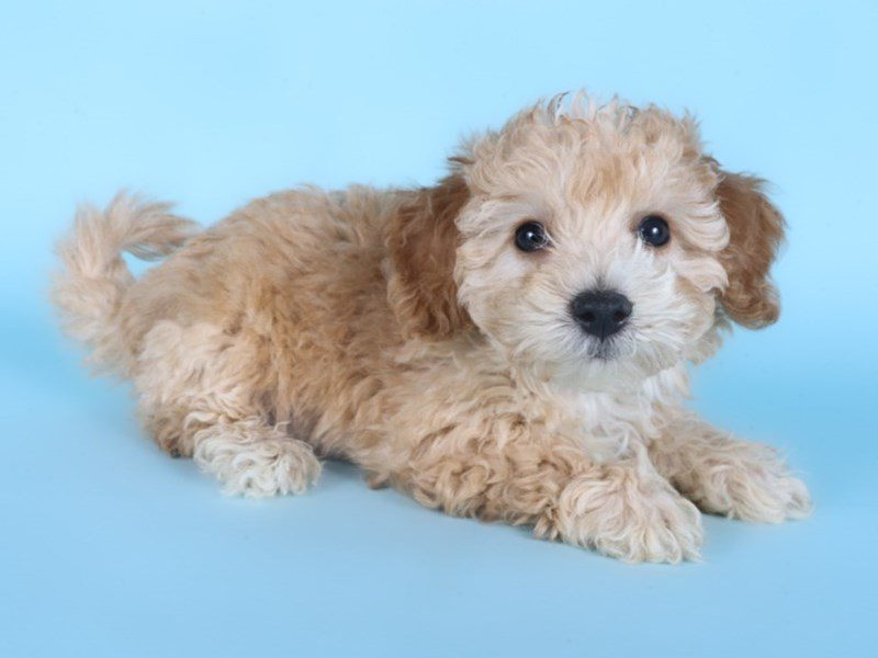 [#14882] Apricot Male Cotonpoo Puppies For Sale #2