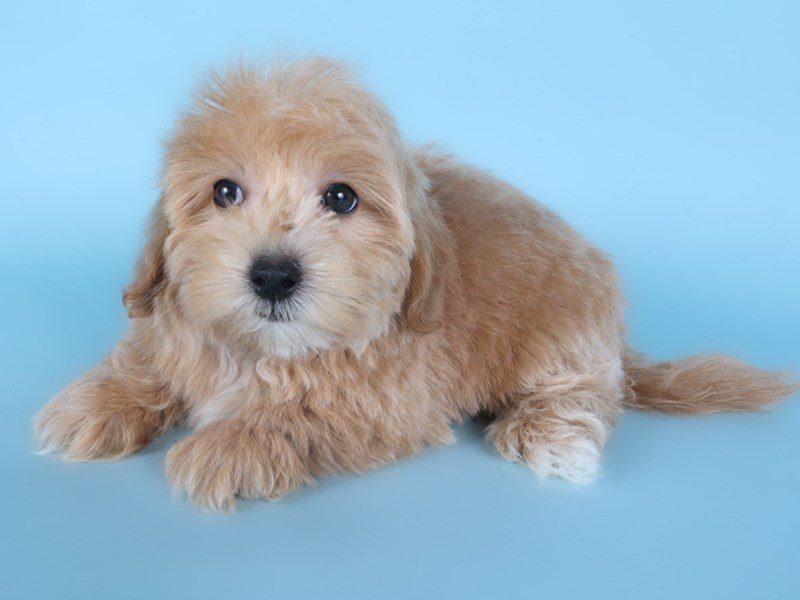 Cotonpoo-Dog-Female-Apricot-5084624-XO PUPS