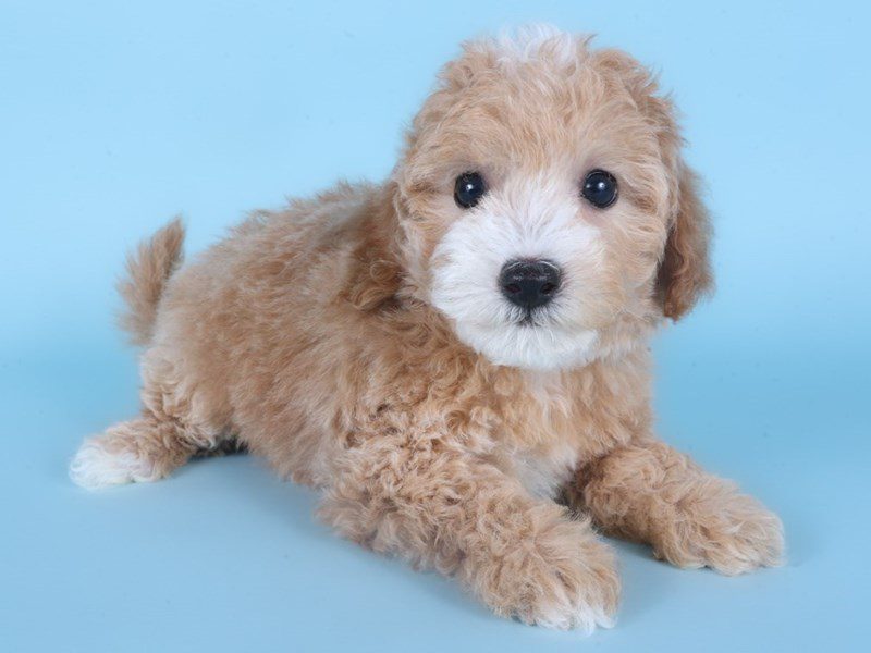 [#14880] Apricot Female Cotonpoo Puppies For Sale #2