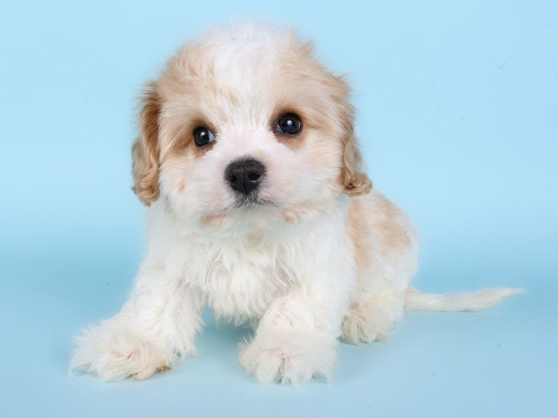 [#14875] White & Apricot Male Cavachon Puppies For Sale #2