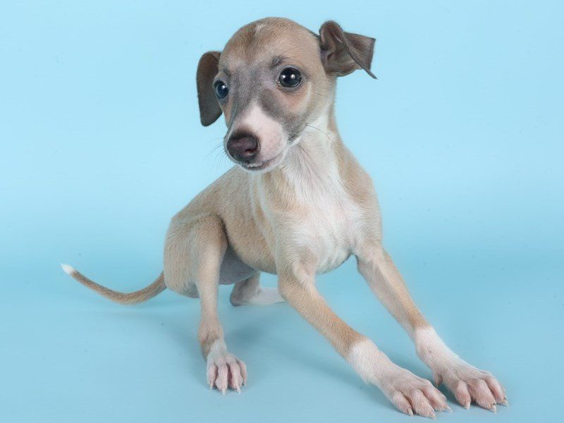 [#14874] Tan/White Female Italian Greyhound Puppies For Sale #2