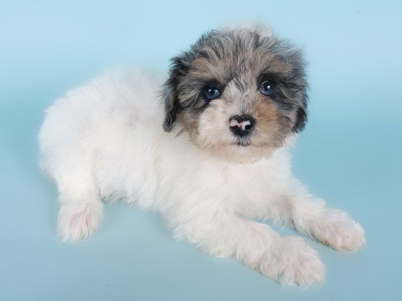 Miniature Bernedoodle F1b-Dog-Female-Merle-5083790-XO PUPS