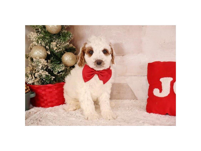 [#14892] Apricot Male Bernedoodle Mini Puppies For Sale #2