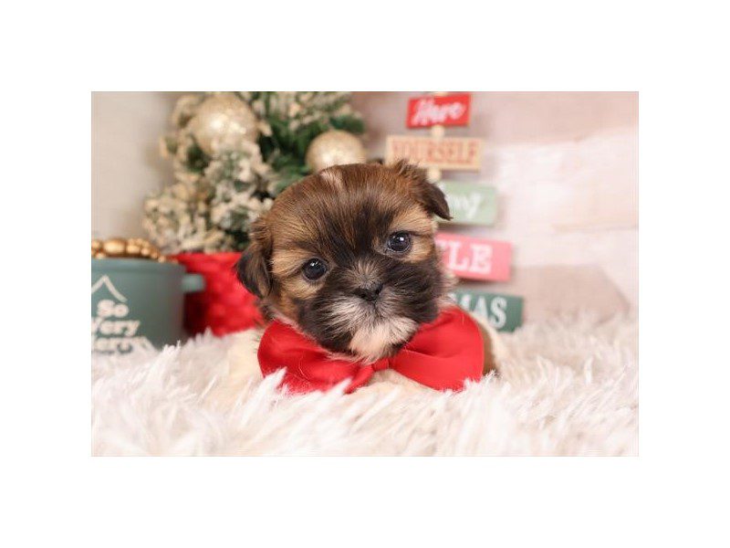 [#14893] Sable / White Male Shih Tzu Puppies For Sale #2