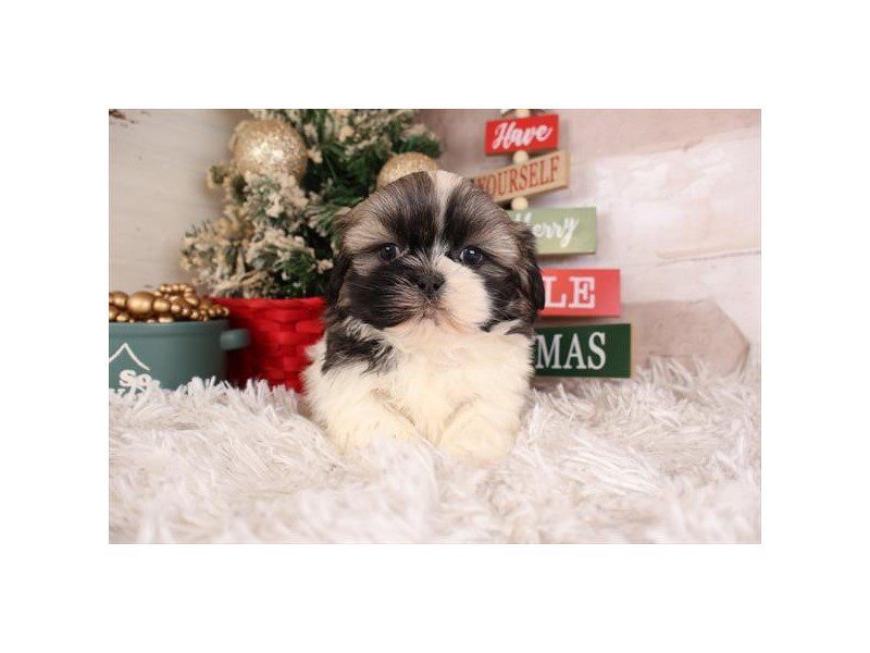 [#14894] Black Sable Male Shih Tzu Puppies For Sale #2
