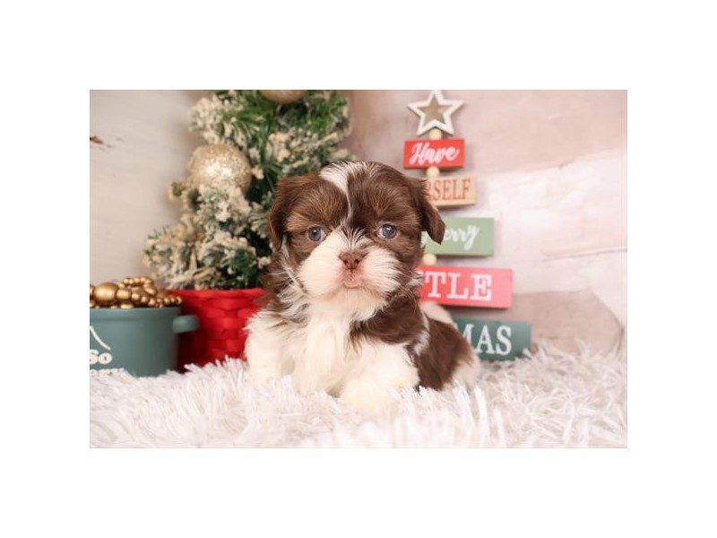 [#14895] Chocolate Male Shih Tzu Puppies For Sale #2