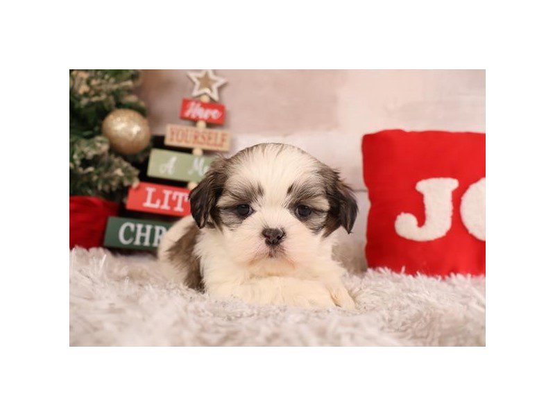 [#14896] Sable Male Shih Tzu Puppies For Sale #2