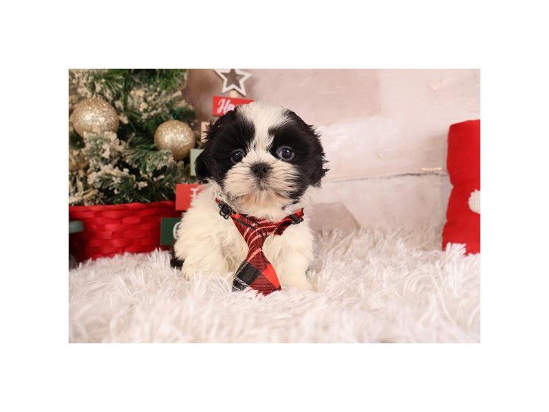 [#14897] Black Male Shih Tzu Puppies For Sale #2