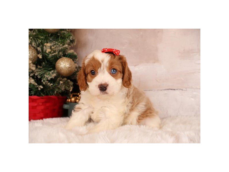 [#14900] Fawn / White Female Bernedoodle Mini Puppies For Sale #2