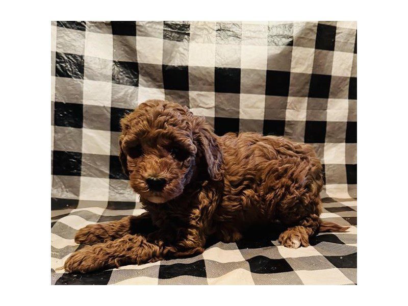 [#14901] Red Female Goldendoodle Mini 2nd Gen Puppies For Sale #2